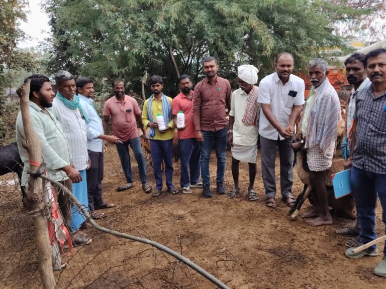నట్టల నివారణ మందు పంపిణీ చేసిన సర్పంచ్ నాగరాజు